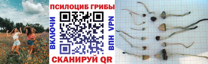 Купить закладки  Белёв  Псилоцибиновые грибы Psilocybe 